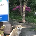 十和田湖の写真_338598