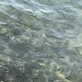 十和田湖の写真_338600