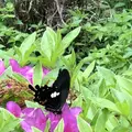 世界遺産　熊野本宮館の写真_338928