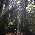 熊野古道大門坂の写真_338938