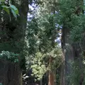 熊野古道大門坂の写真_338946