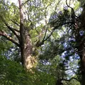 熊野古道大門坂の写真_338948