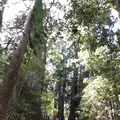 熊野古道大門坂の写真_338953