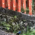 神倉神社の写真_339030