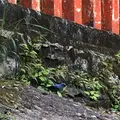 神倉神社の写真_339031
