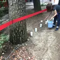 増上寺の写真_339162