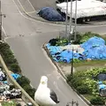 オロンコ岩の写真_339233
