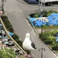 オロンコ岩の写真_339234
