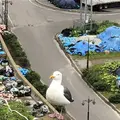 オロンコ岩の写真_339239