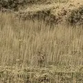 知床五湖の写真_339250
