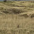 知床五湖の写真_339251