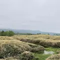知床五湖の写真_339259