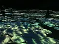 【閉業】森ビルデジタルアートミュージアム：エプソン チームラボボーダレス（MORI Building Digital Art Museum: EPSON teamLab Borderless）の写真_340474