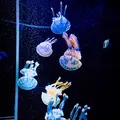 新江ノ島水族館の写真_341104