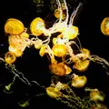 新江ノ島水族館の写真_341105