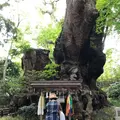 來宮神社の写真_341133
