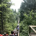カピラノ吊り橋の写真_341701