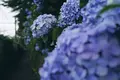飛鳥山公園の写真_342033