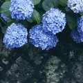 飛鳥山公園の写真_342035