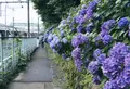 飛鳥山公園の写真_342036