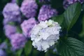 飛鳥山公園の写真_342047