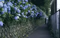 飛鳥山公園の写真_342048