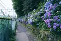 飛鳥山公園の写真_342049