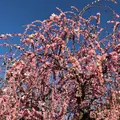 なばなの里の写真_342942