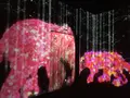 【閉業】森ビルデジタルアートミュージアム：エプソン チームラボボーダレス（MORI Building Digital Art Museum: EPSON teamLab Borderless）の写真_343325