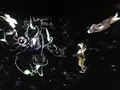 【閉業】森ビルデジタルアートミュージアム：エプソン チームラボボーダレス（MORI Building Digital Art Museum: EPSON teamLab Borderless）の写真_343326