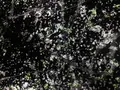 【閉業】森ビルデジタルアートミュージアム：エプソン チームラボボーダレス（MORI Building Digital Art Museum: EPSON teamLab Borderless）の写真_343330