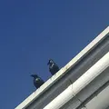 フィリピン ボホール島の写真_343517