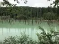 白金青い池の写真_347425