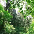 高尾山の写真_347787