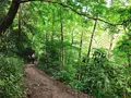 高尾山の写真_347790