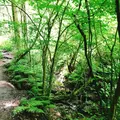 高尾山の写真_347791