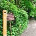高尾山の写真_347793
