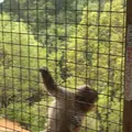 嵐山モンキーパークいわたやまの写真_348001