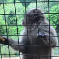 嵐山モンキーパークいわたやまの写真_348005