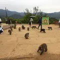 嵐山モンキーパークいわたやまの写真_348006