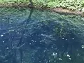 黄金崎不老ふ死温泉の写真_348342
