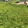 白馬五竜高山植物園の写真_349020