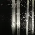 【閉業】森ビルデジタルアートミュージアム：エプソン チームラボボーダレス（MORI Building Digital Art Museum: EPSON teamLab Borderless）の写真_403962