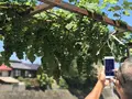宮川朝市の写真_406332