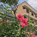 指宿温泉の写真_408036