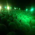 国営ひたち海浜公園の写真_408307