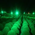 国営ひたち海浜公園の写真_408308