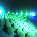 国営ひたち海浜公園の写真_408309
