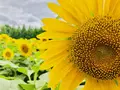世羅高原農場の写真_409616
