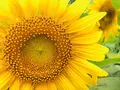 世羅高原農場の写真_409617
